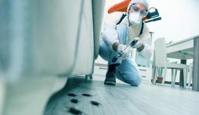 Why Pest Control Should Be A Regular Part Of Home Maintenance In The UAE
