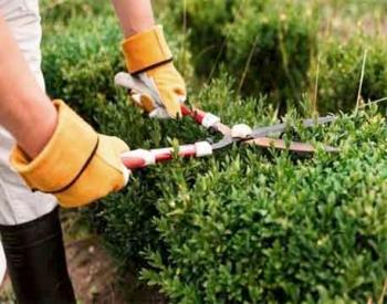 Garden Maintenance Dubai