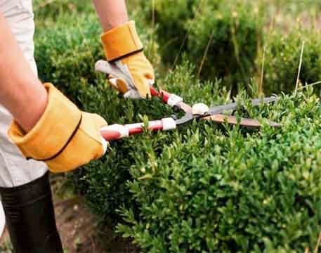 Garden Maintenance Sharjah